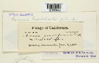 Puccinia lantanae image