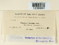 Puccinia lantanae image