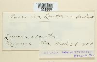 Puccinia lantanae image