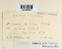 Puccinia lantanae image