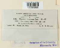 Puccinia lantanae image