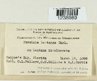 Puccinia lantanae image