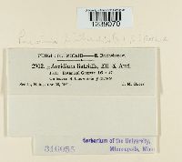 Puccinia liatridis image