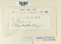 Puccinia liatridis image