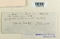 Puccinia liatridis image