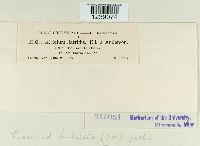 Puccinia liatridis image