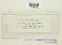 Puccinia liatridis image