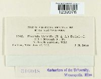 Puccinia liatridis image