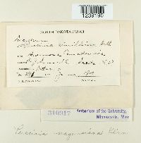 Puccinia magnusiana image