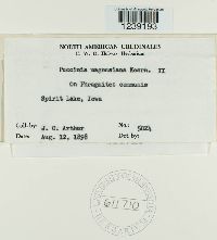 Puccinia magnusiana image