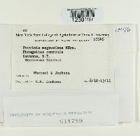 Puccinia magnusiana image