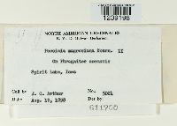 Puccinia magnusiana image