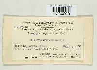 Puccinia magnusiana image