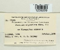 Puccinia magnusiana image