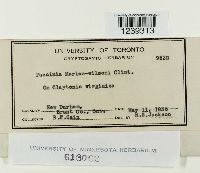 Puccinia mariae-wilsoni image