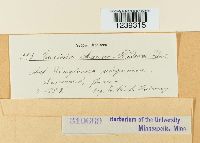 Puccinia mariae-wilsoni image