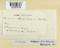 Puccinia mariae-wilsoni image