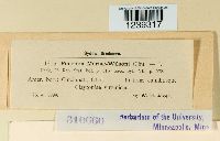 Puccinia mariae-wilsoni image