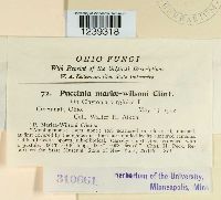 Puccinia mariae-wilsoni image