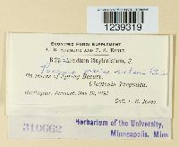 Puccinia mariae-wilsoni image