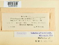 Puccinia mariae-wilsoni image