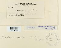 Puccinia mariae-wilsoni image