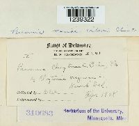 Puccinia mariae-wilsoni image