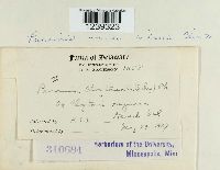 Puccinia mariae-wilsoni image