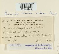 Puccinia mariae-wilsoni image