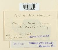 Puccinia mariae-wilsoni image