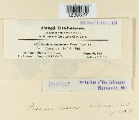 Puccinia mariae-wilsoni image