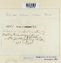 Puccinia mariae-wilsoni image