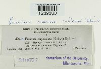 Puccinia mariae-wilsoni image