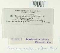 Puccinia mariae-wilsoni image