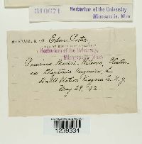 Puccinia mariae-wilsoni image