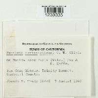 Puccinia mariae-wilsoni image