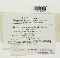 Puccinia mariae-wilsoni image