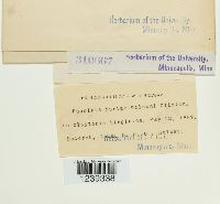 Puccinia mariae-wilsoni image