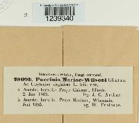 Puccinia mariae-wilsoni image