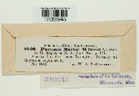 Puccinia mariae-wilsoni image