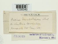 Puccinia mariae-wilsoni image