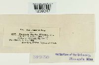 Puccinia mariae-wilsoni image