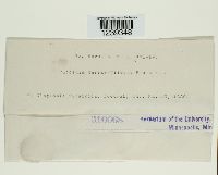 Puccinia mariae-wilsoni image