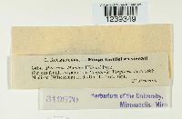 Puccinia mariae-wilsoni image