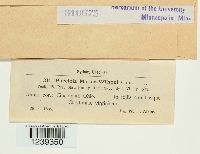 Puccinia mariae-wilsoni image