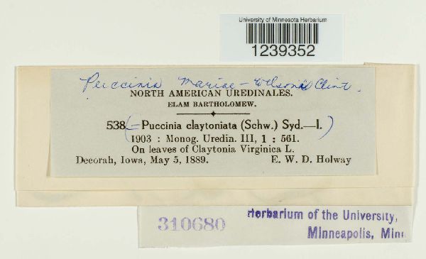 Puccinia mariae-wilsoni image