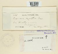 Puccinia menthae image