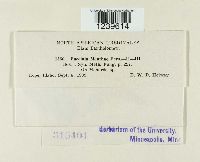 Puccinia menthae image