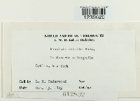 Puccinia menthae image