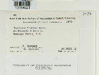 Puccinia menthae image